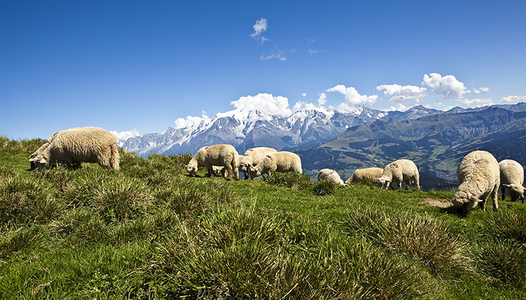 Wfii-alps-walking-7